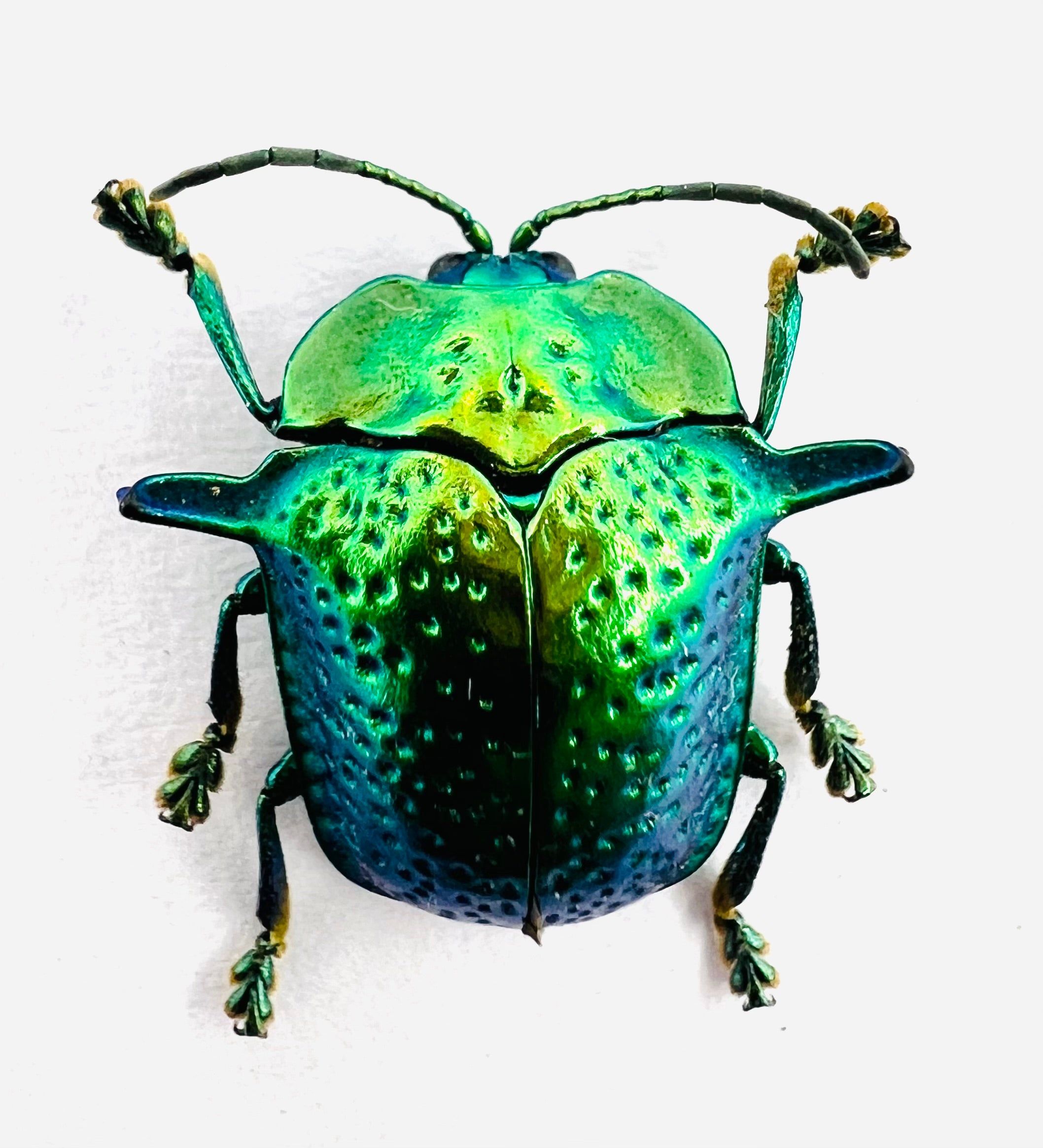 Chrysomelidae