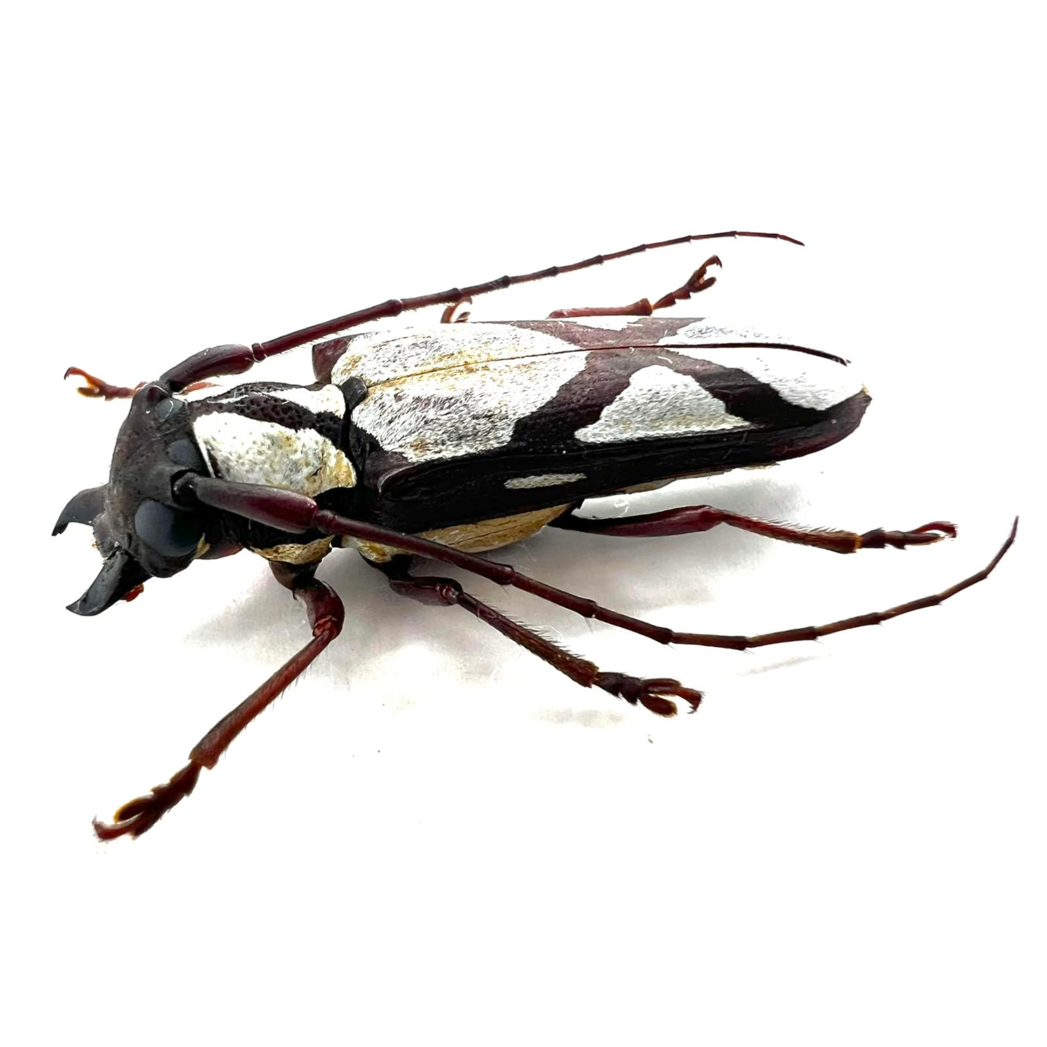 Cerambycidae