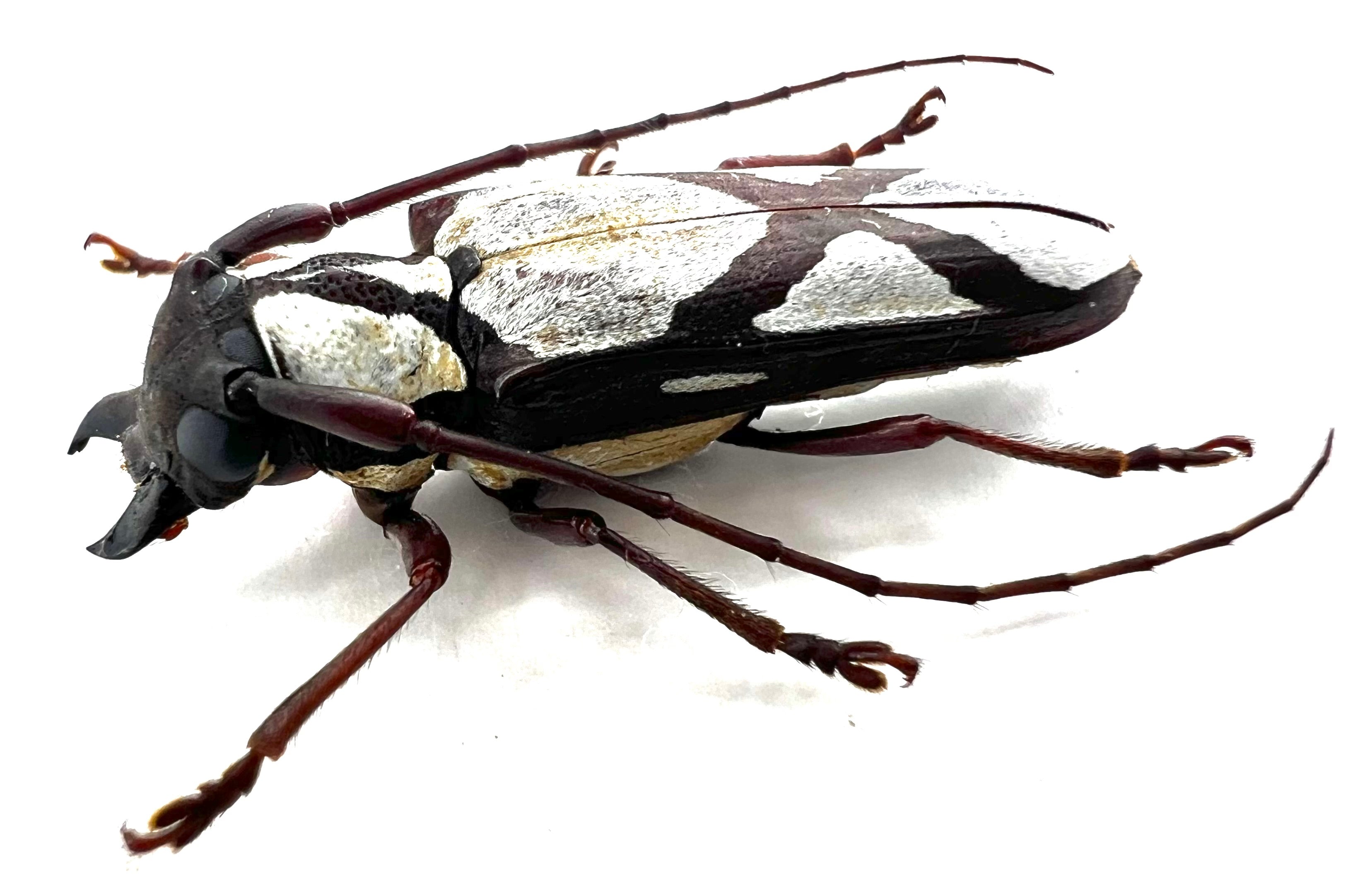Cerambycidae