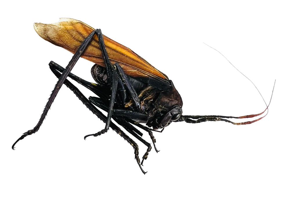 Aganacris insectivora