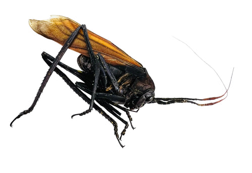 Aganacris insectivora