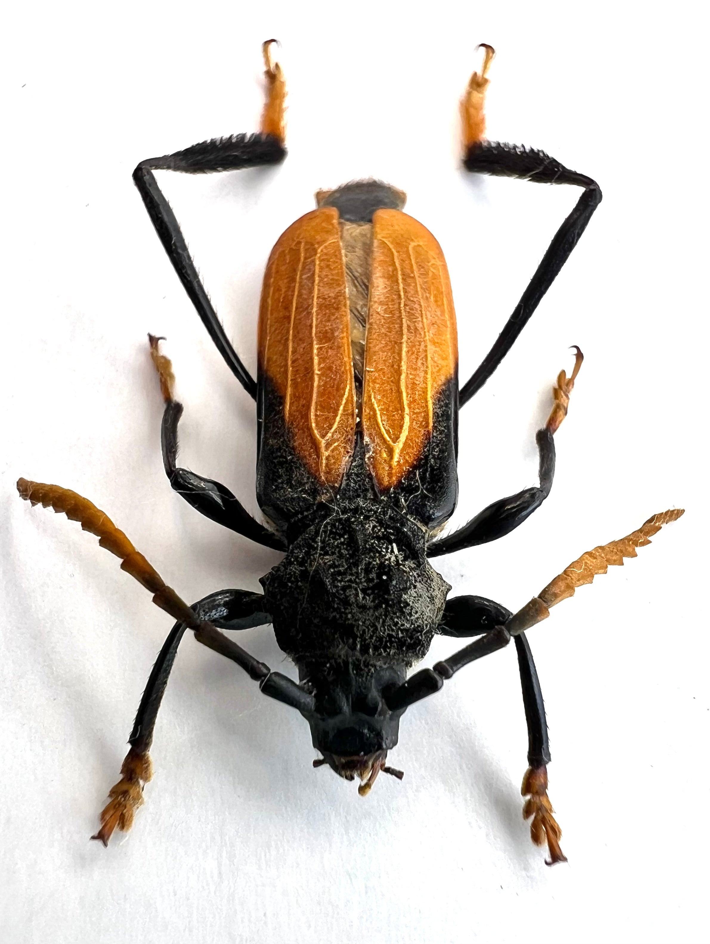 Polyschisis rufitarsalis