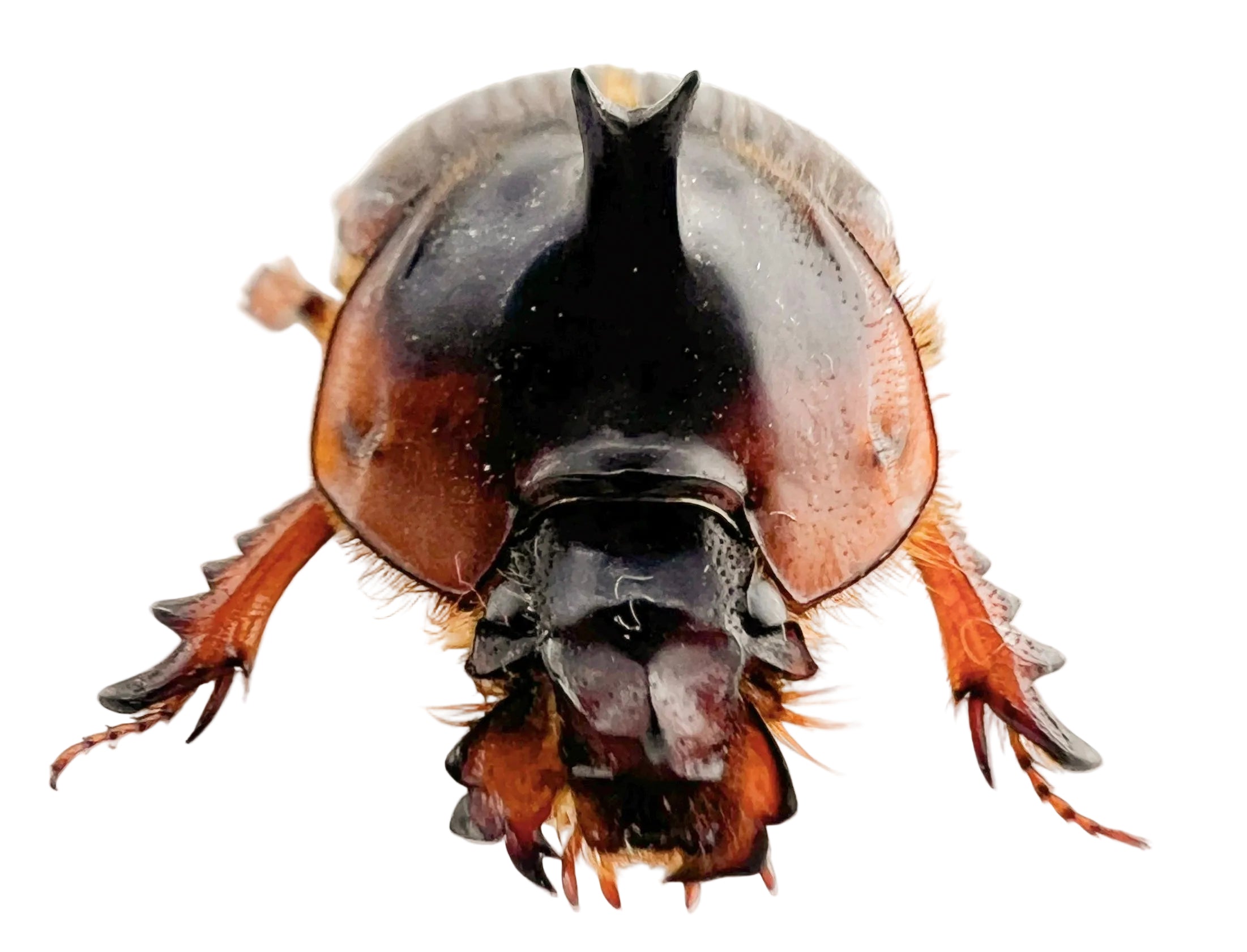 Athyreus bellator