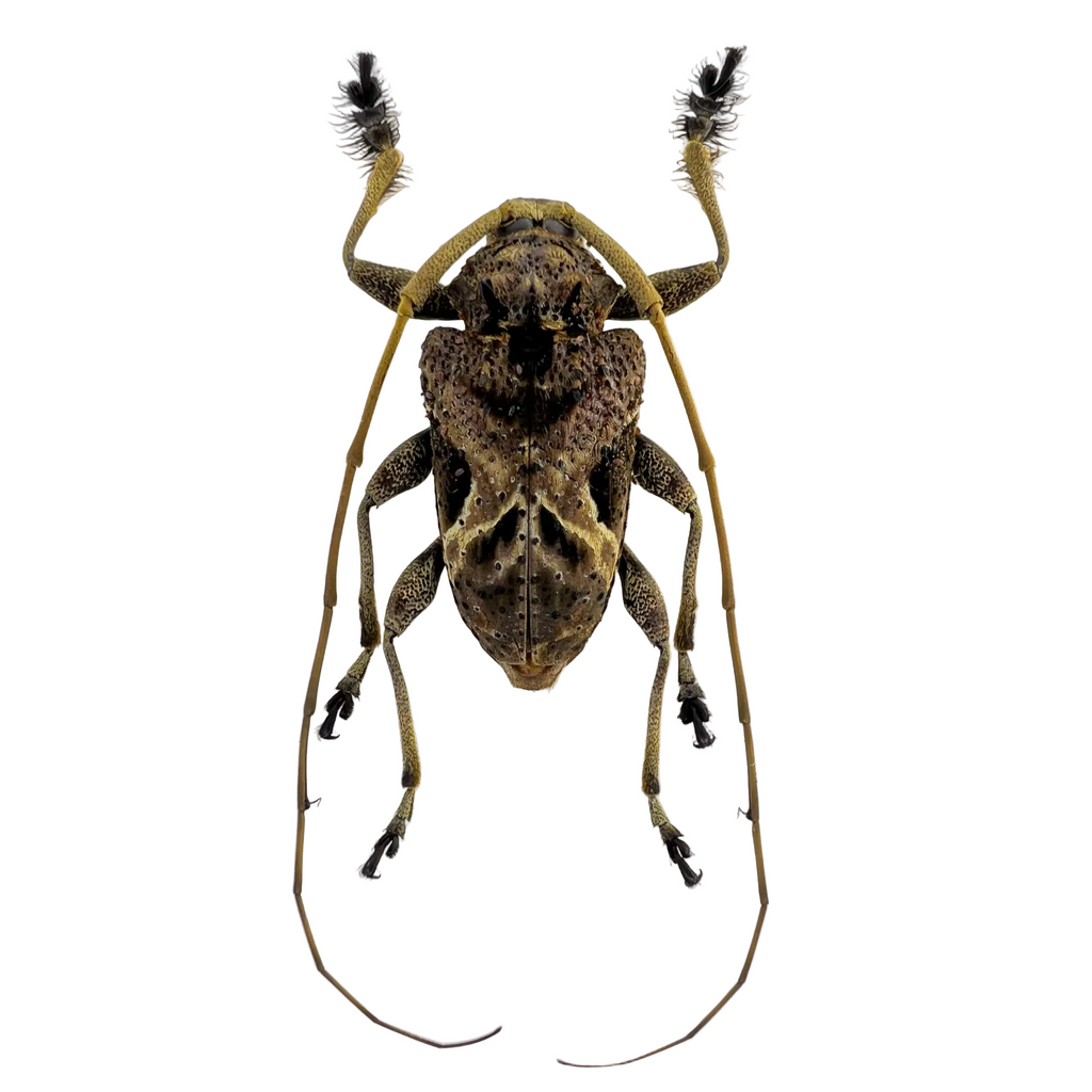 Lagocheirus araneiformis