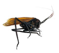 Aganacris insectivora