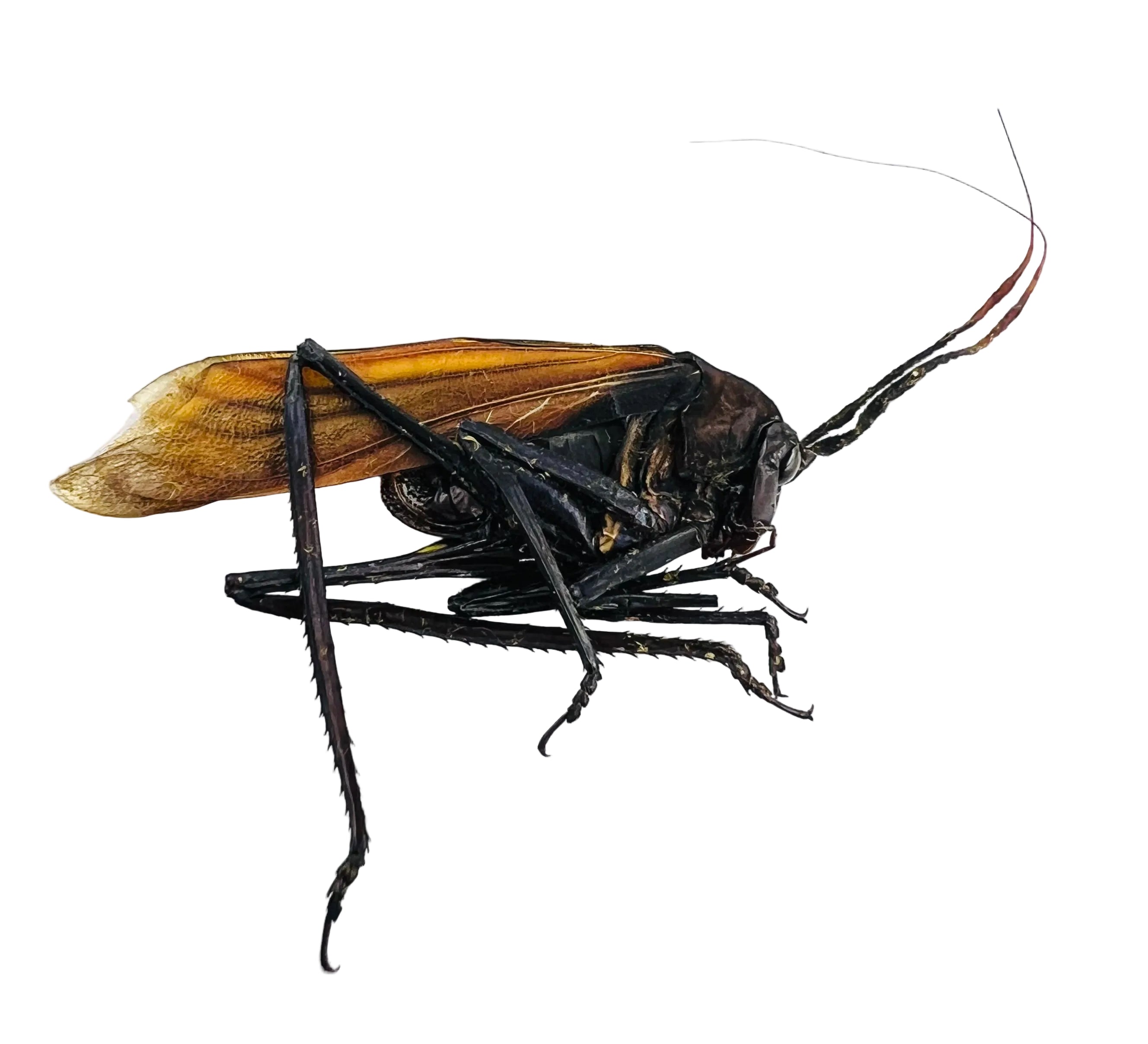 Aganacris insectivora