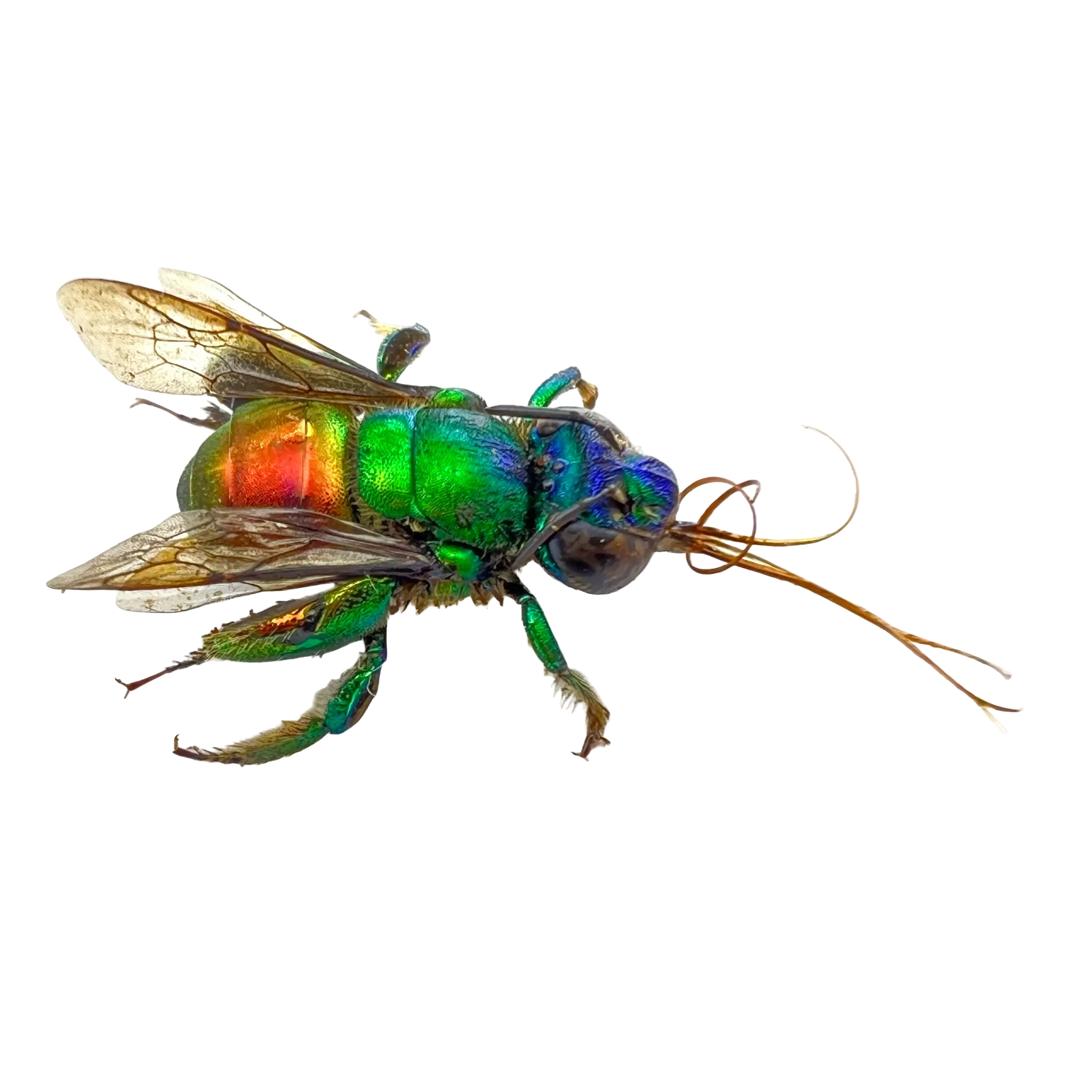 Euglossa sp? Rare!