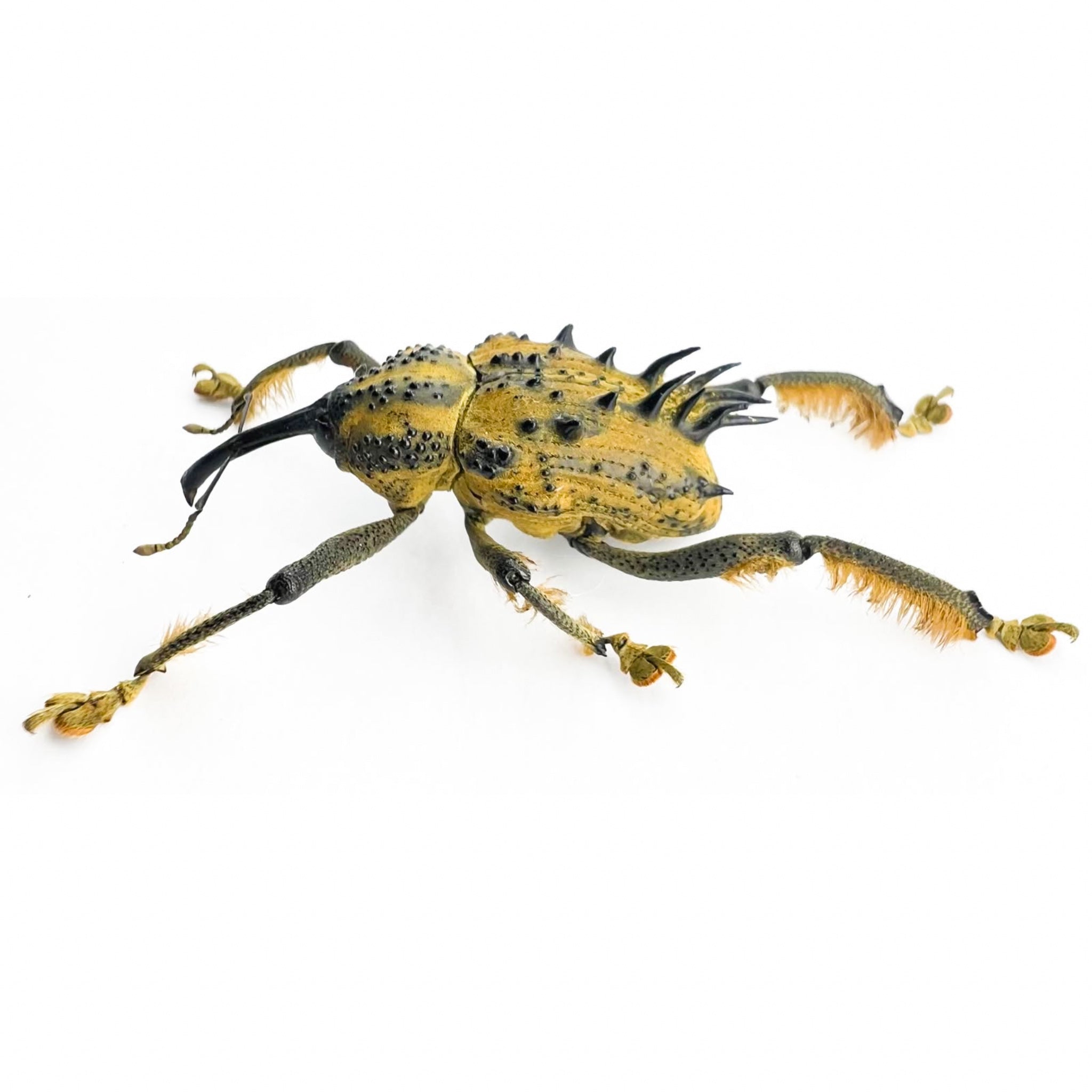 Ozopherus muricatus