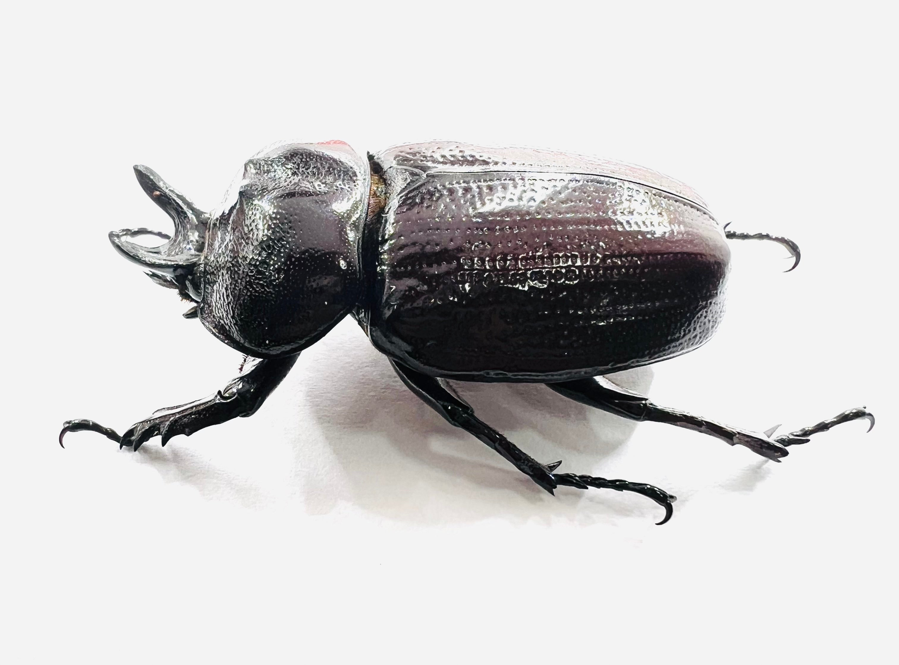 Homophileurus waldenfelsi