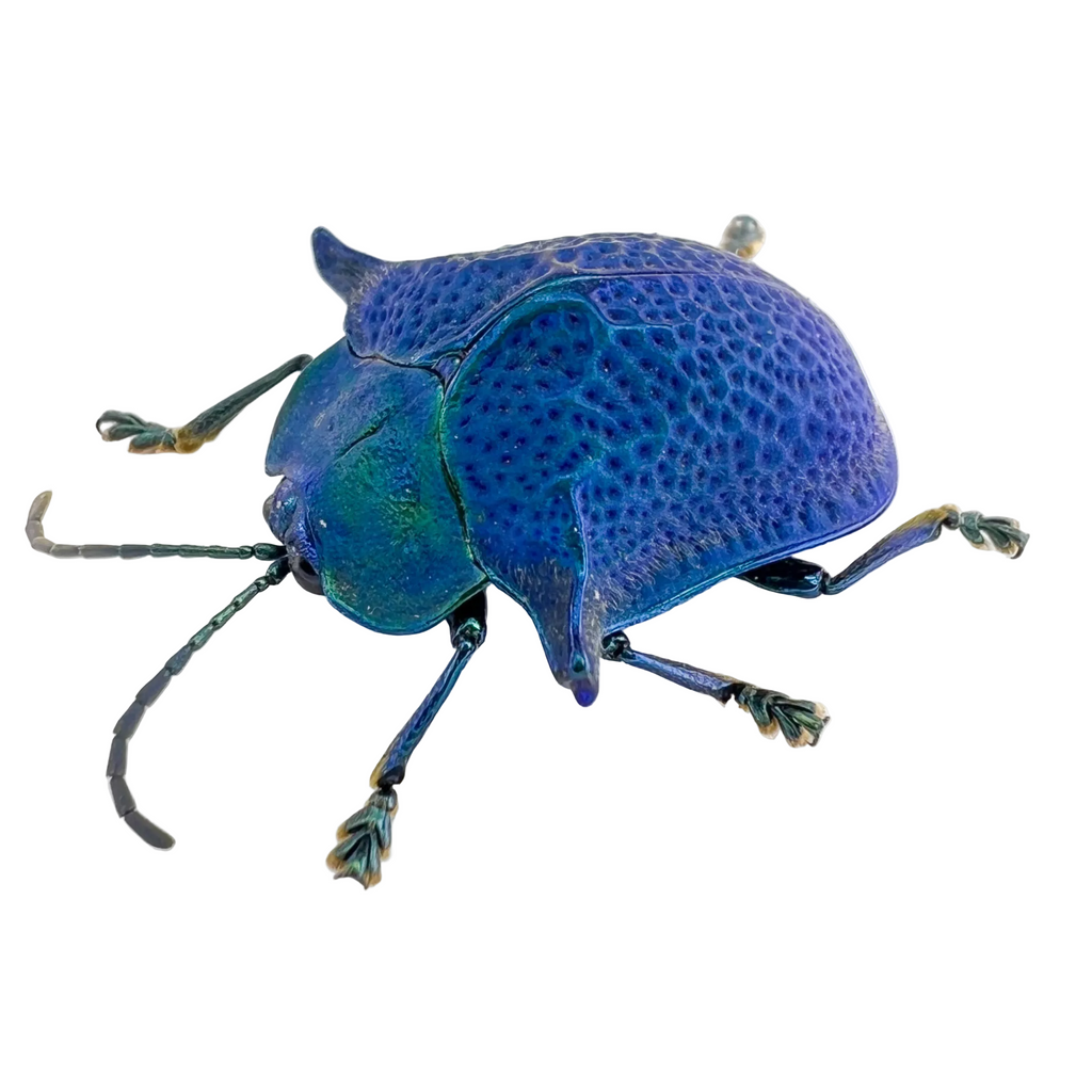Omocerus sp? Blue form