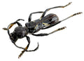 Stenygra angustata