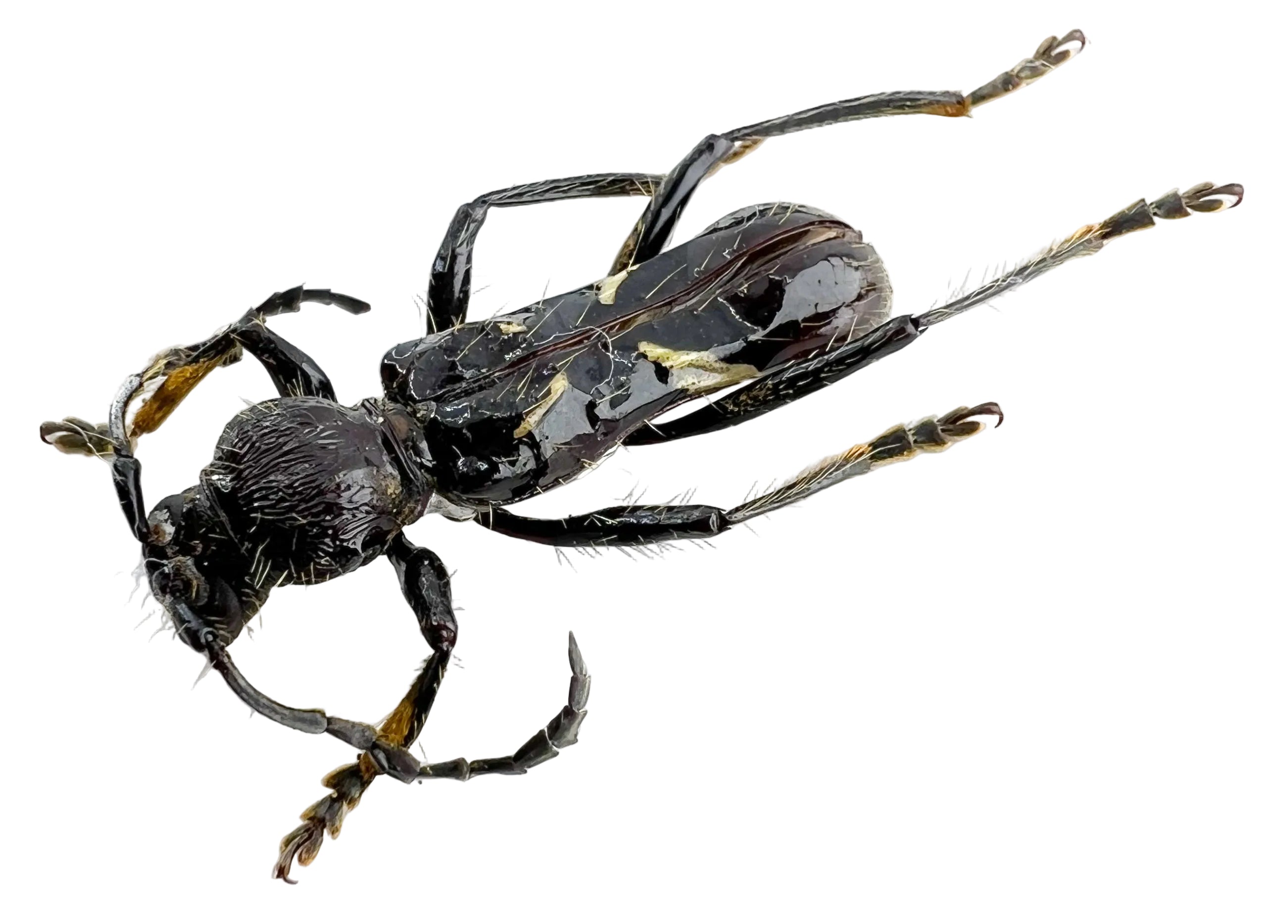 Stenygra angustata