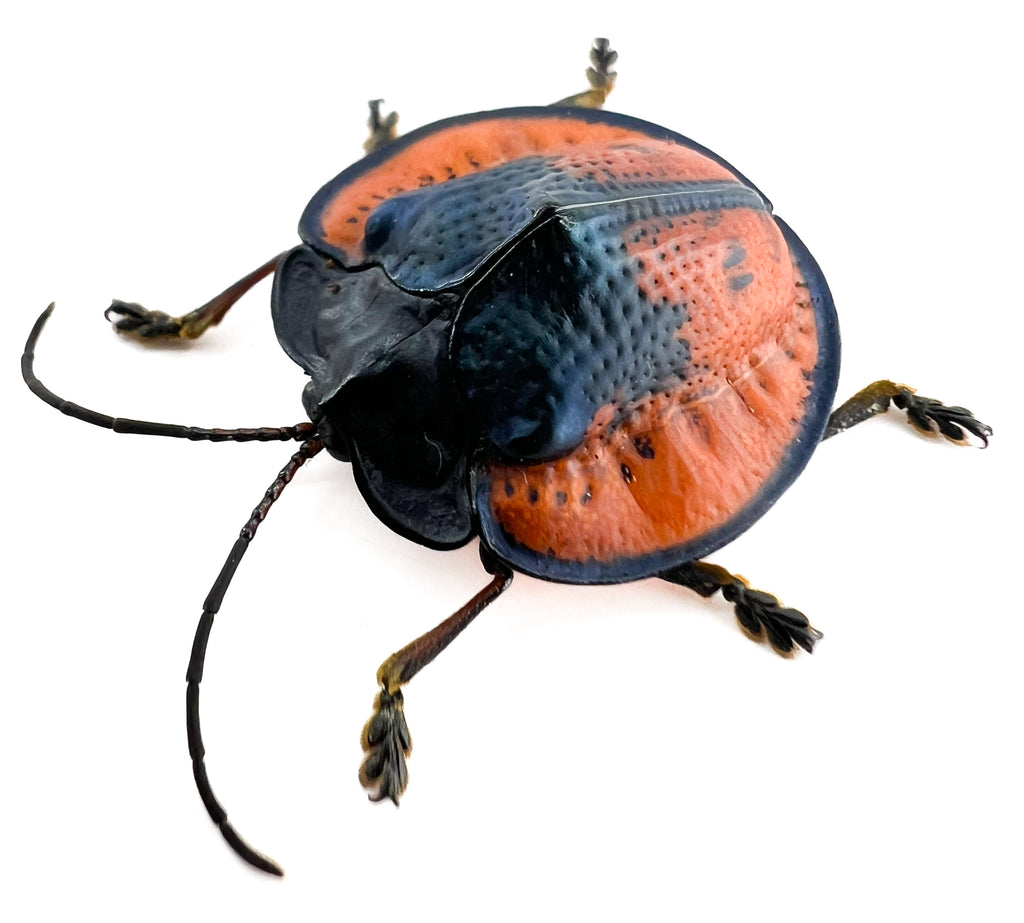 Cyclosoma gloriosa