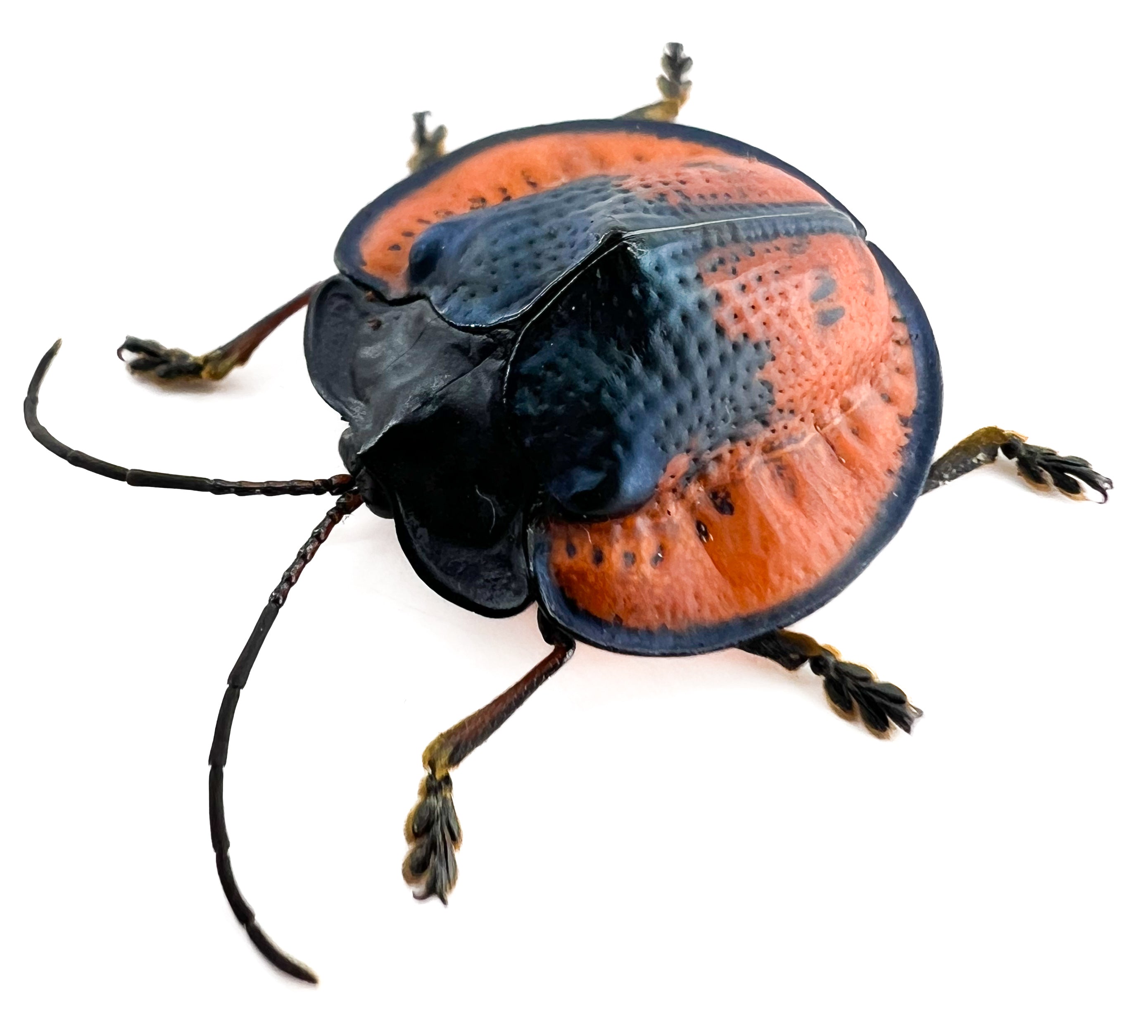 Cyclosoma gloriosa