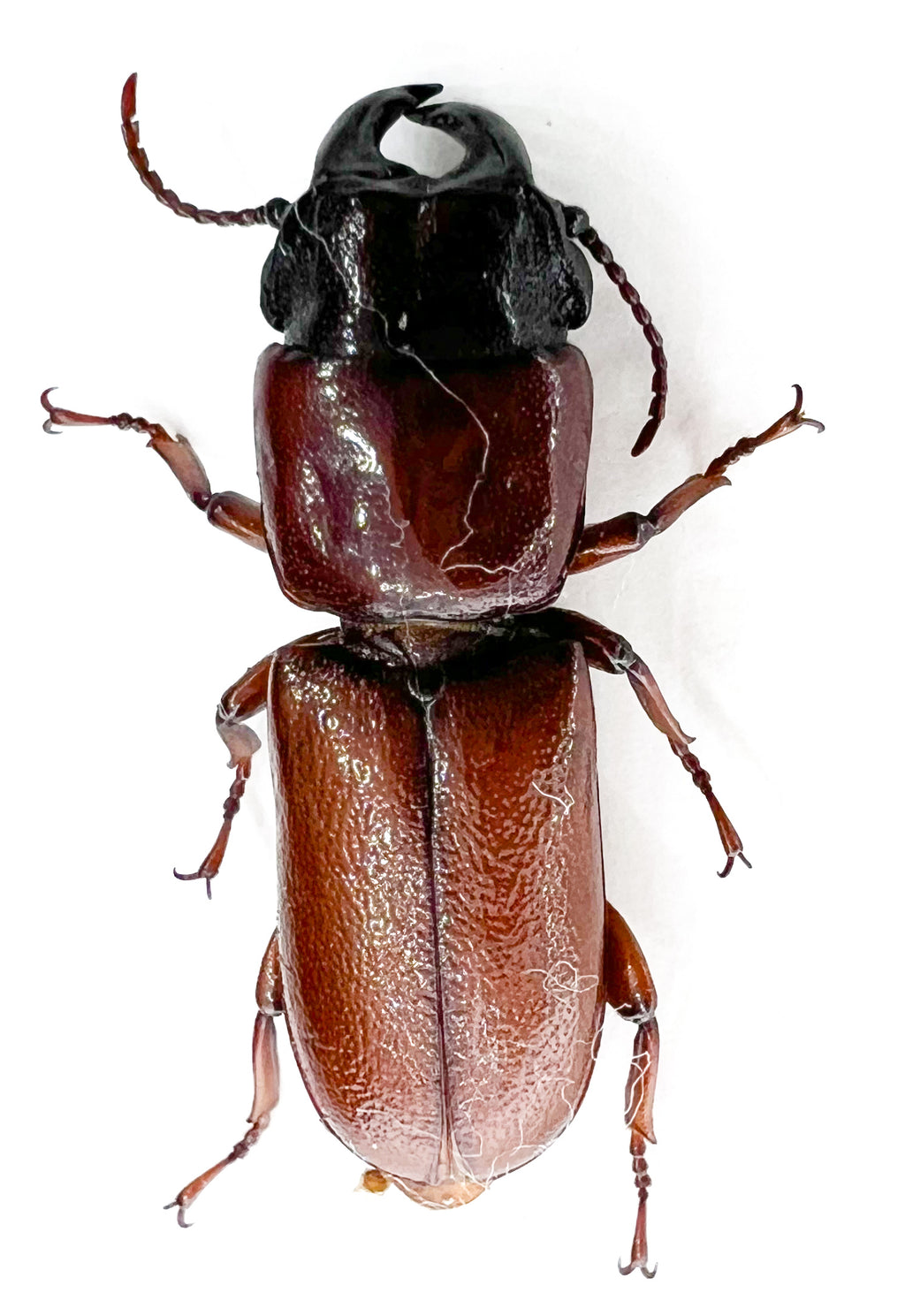 Parandrinae sp?