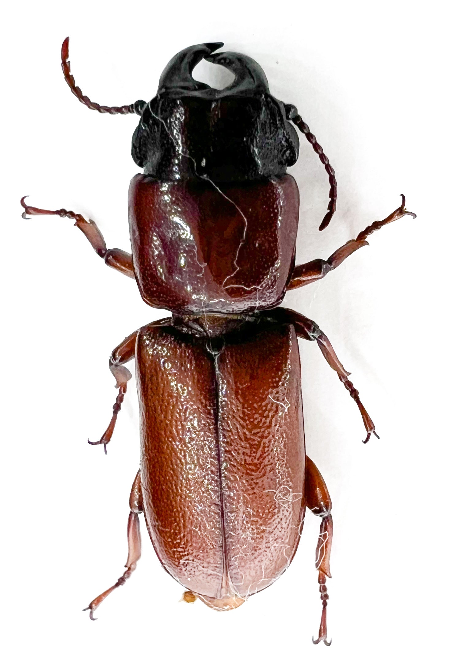 Parandrinae sp?