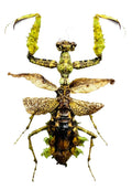 Mantidae sp.