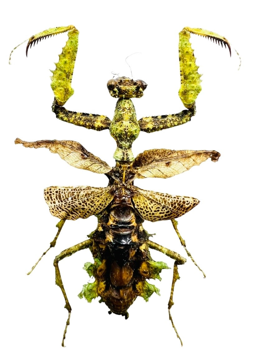 Mantidae sp.