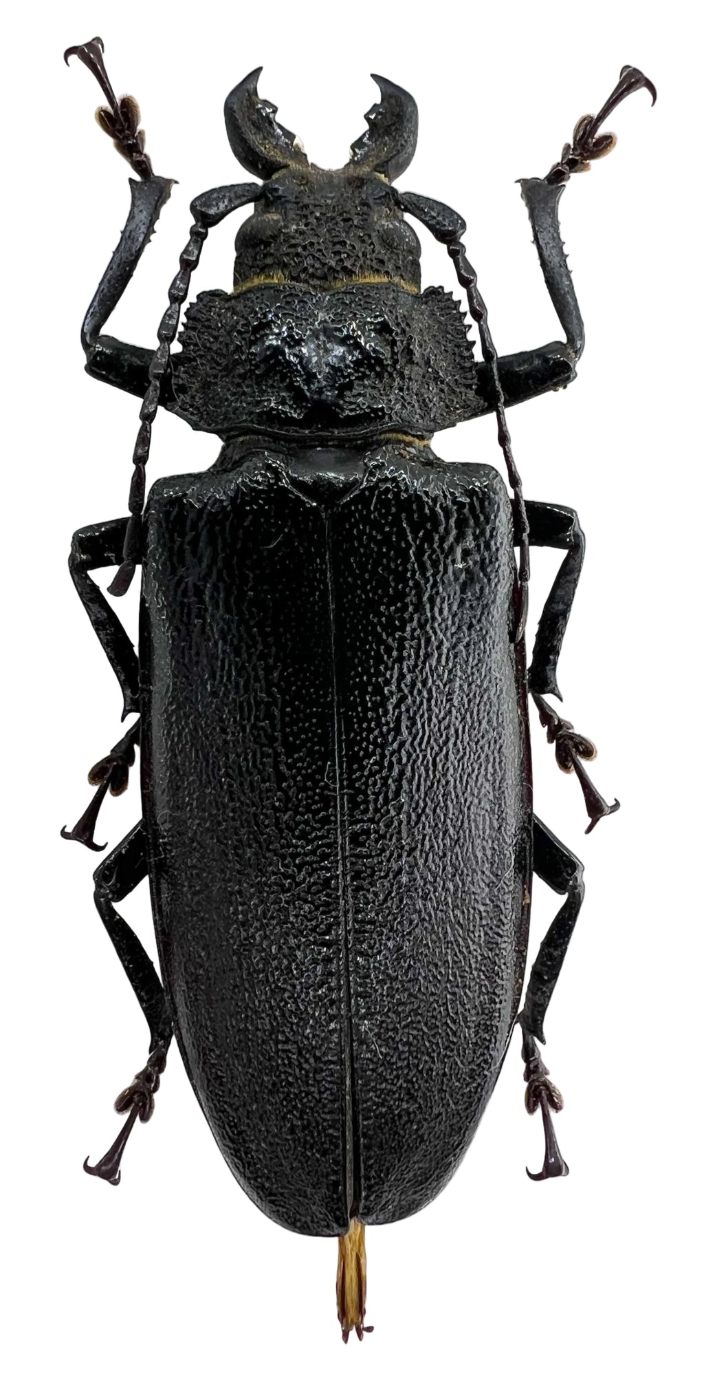 Physopleurus rugosus female 67mm