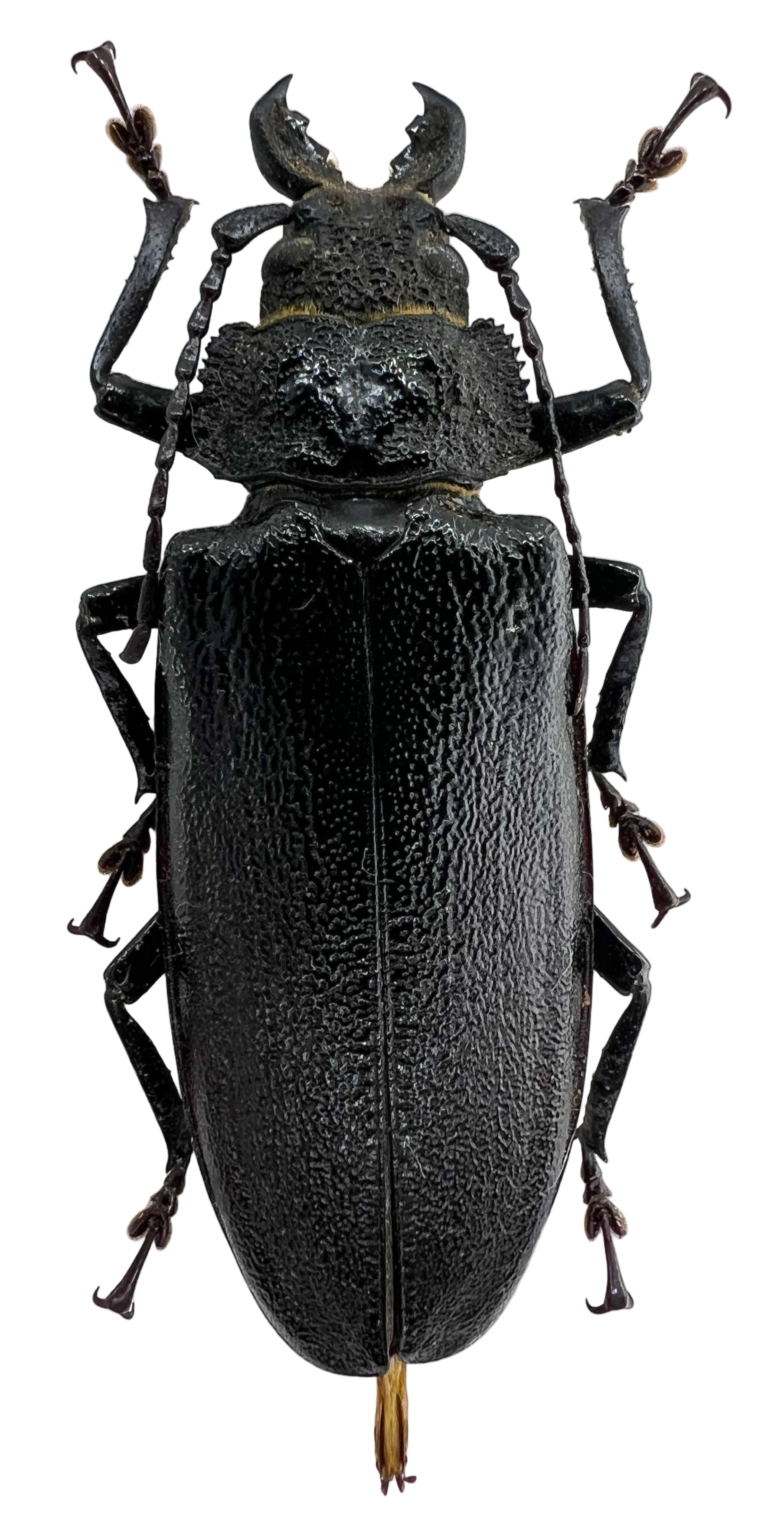 Physopleurus rugosus female 67mm