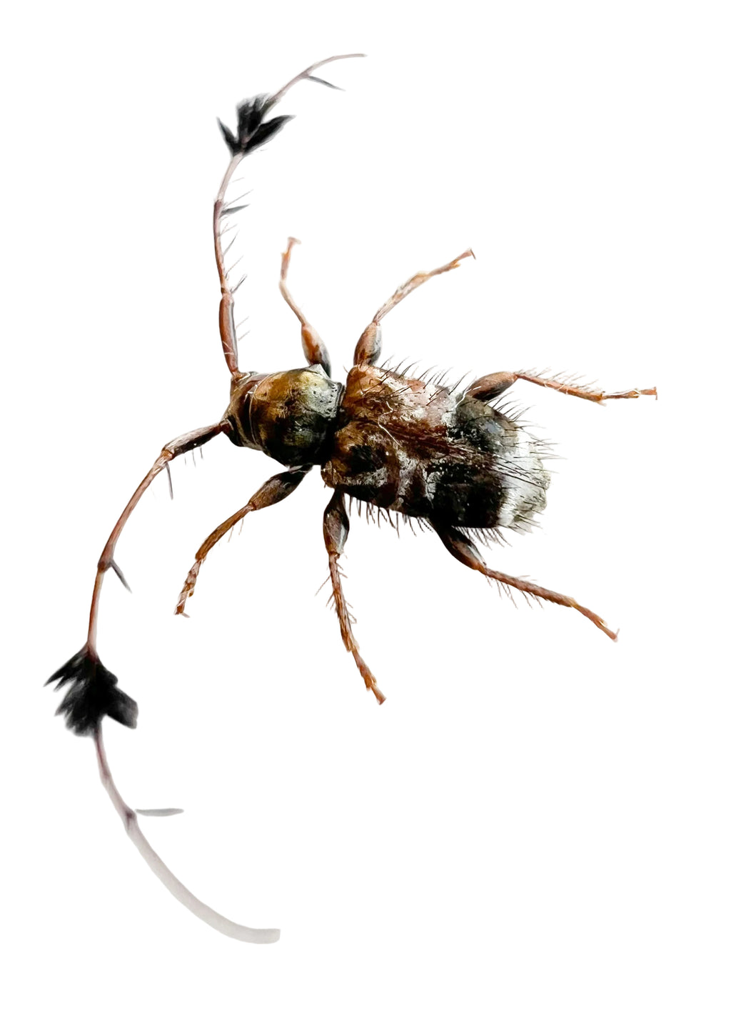 Cosmotoma adjunctum