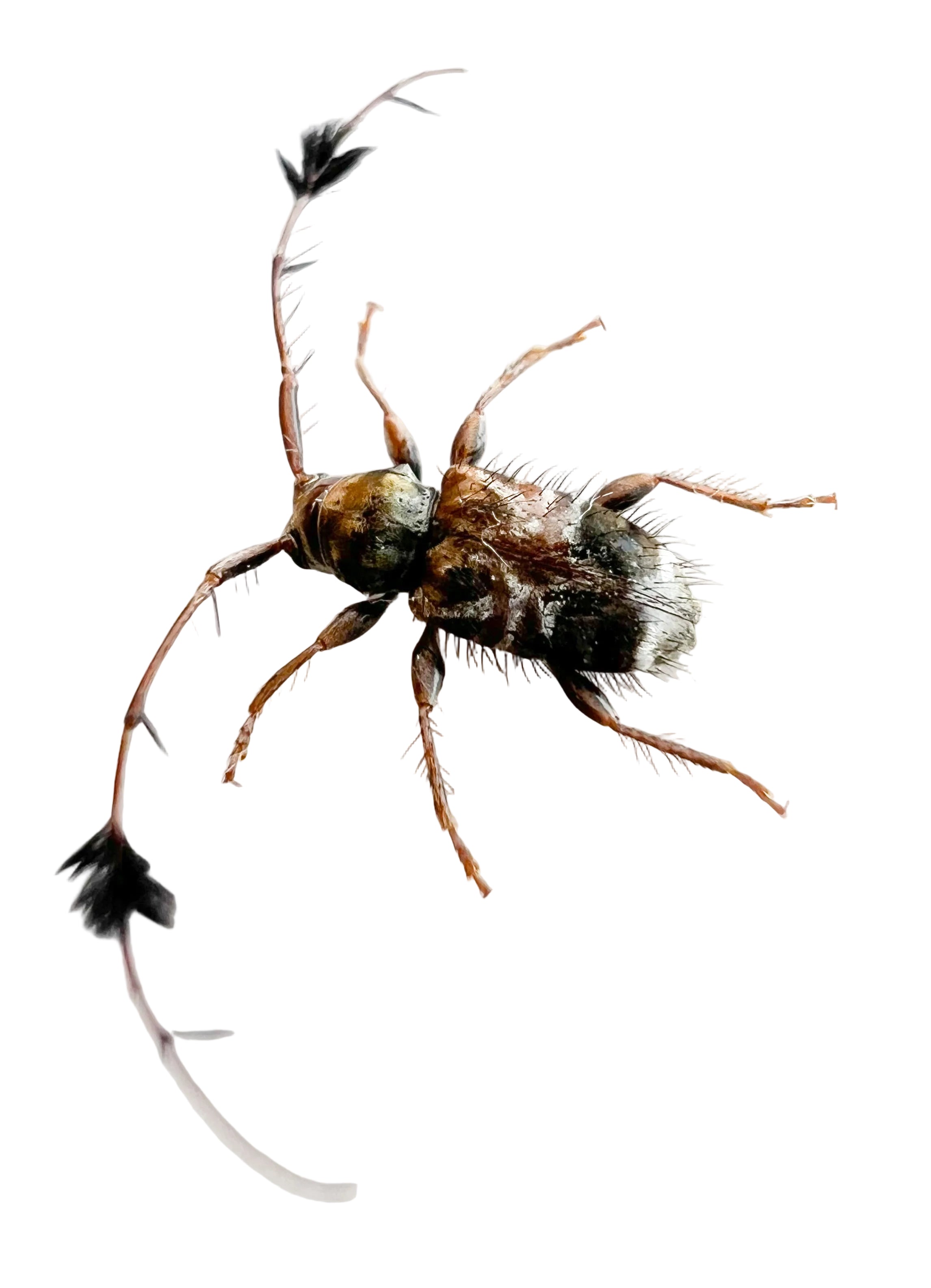Cosmotoma adjunctum