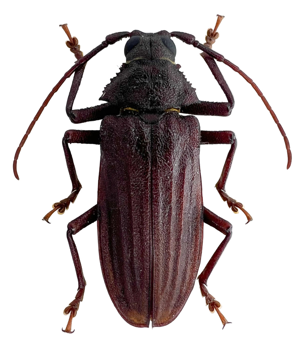 Protorma costifer
