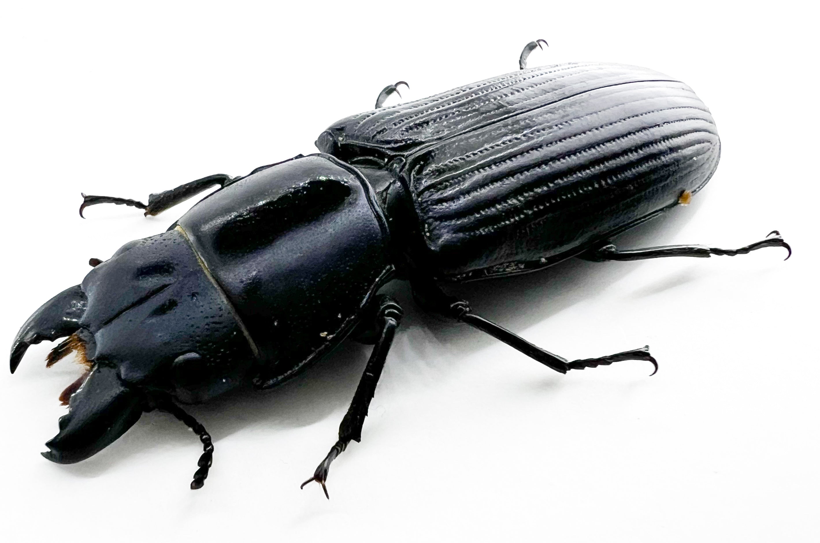 Temnocheila sp?