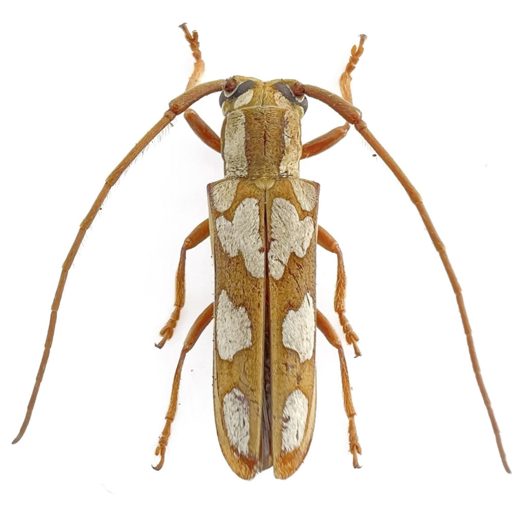 Adesmus turrialba