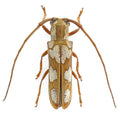 Adesmus turrialba