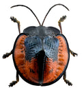 Cyclosoma gloriosa