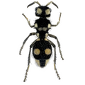 Hoplomutilla cf. gabii