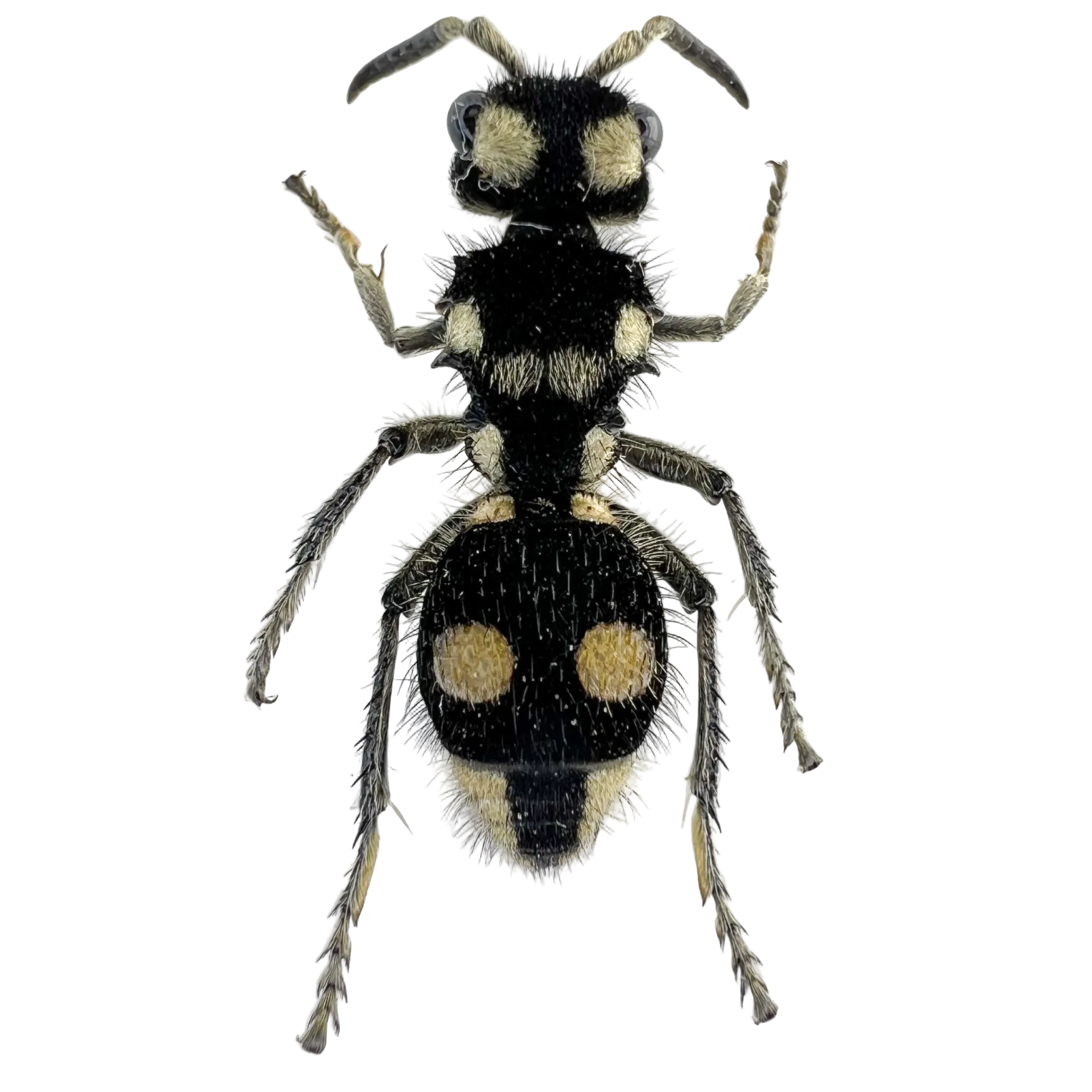 Hoplomutilla cf. gabii