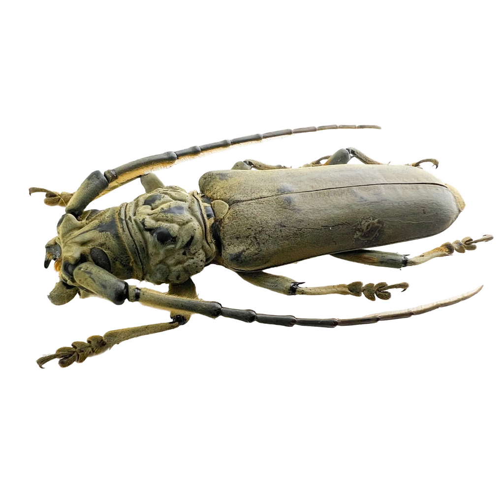Criodion tuberculatum