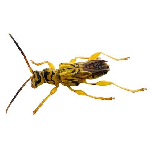 Catorthontus collaris