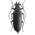Stictosomus semicostatus female