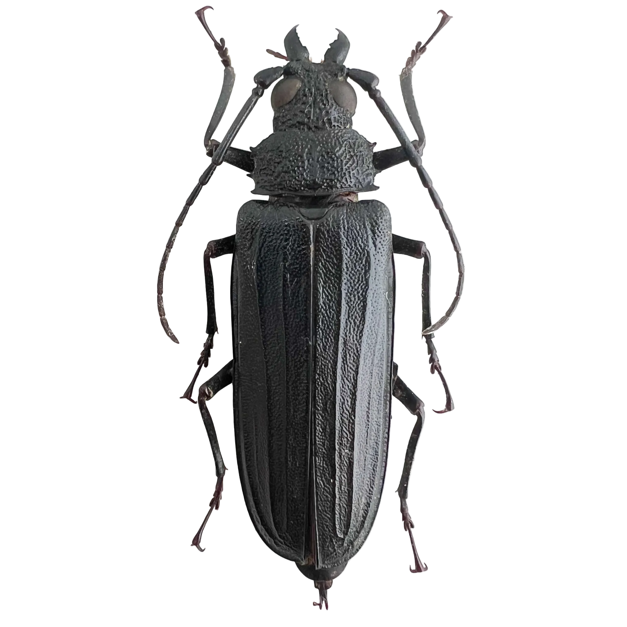 Stictosomus semicostatus female