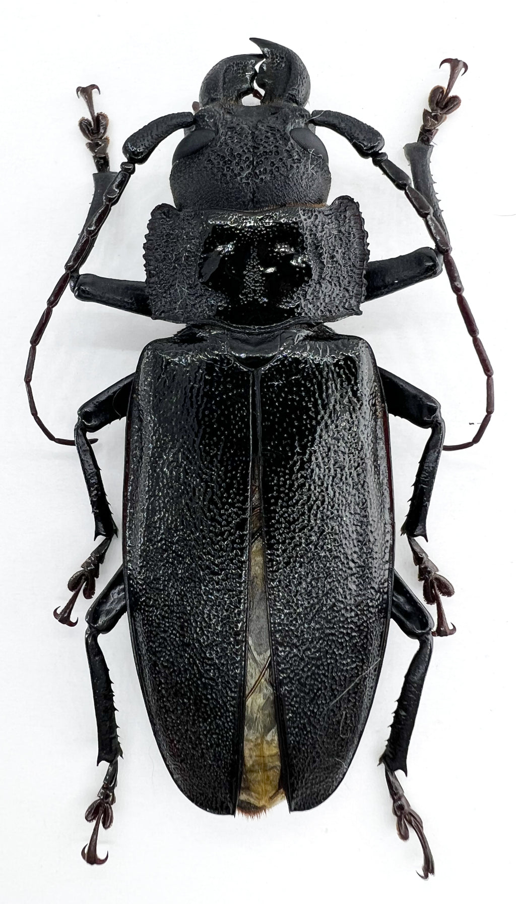 Physopleurus longiscapus male 69mm