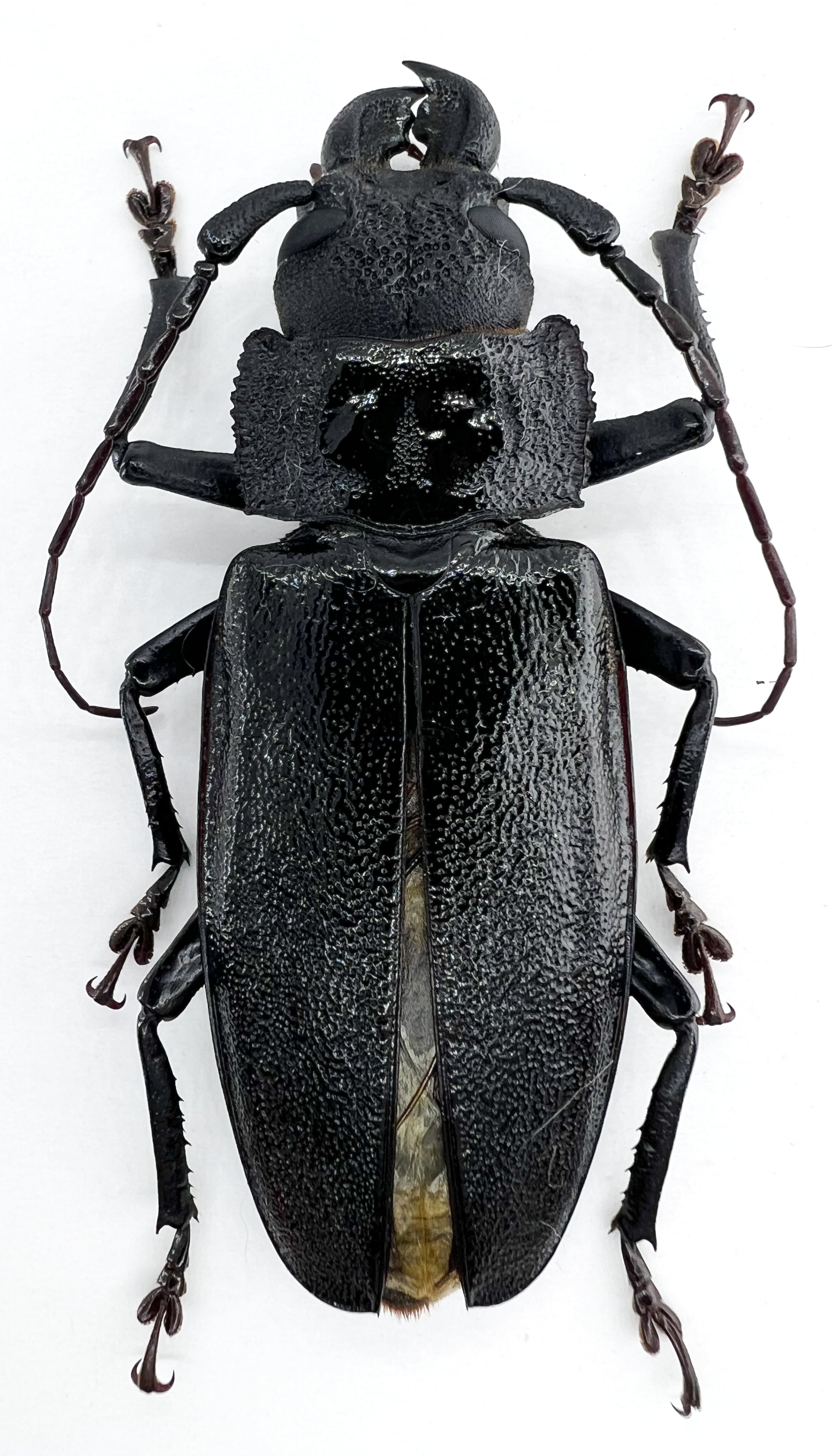 Physopleurus longiscapus male 69mm