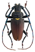 Mallaspis scutellaris