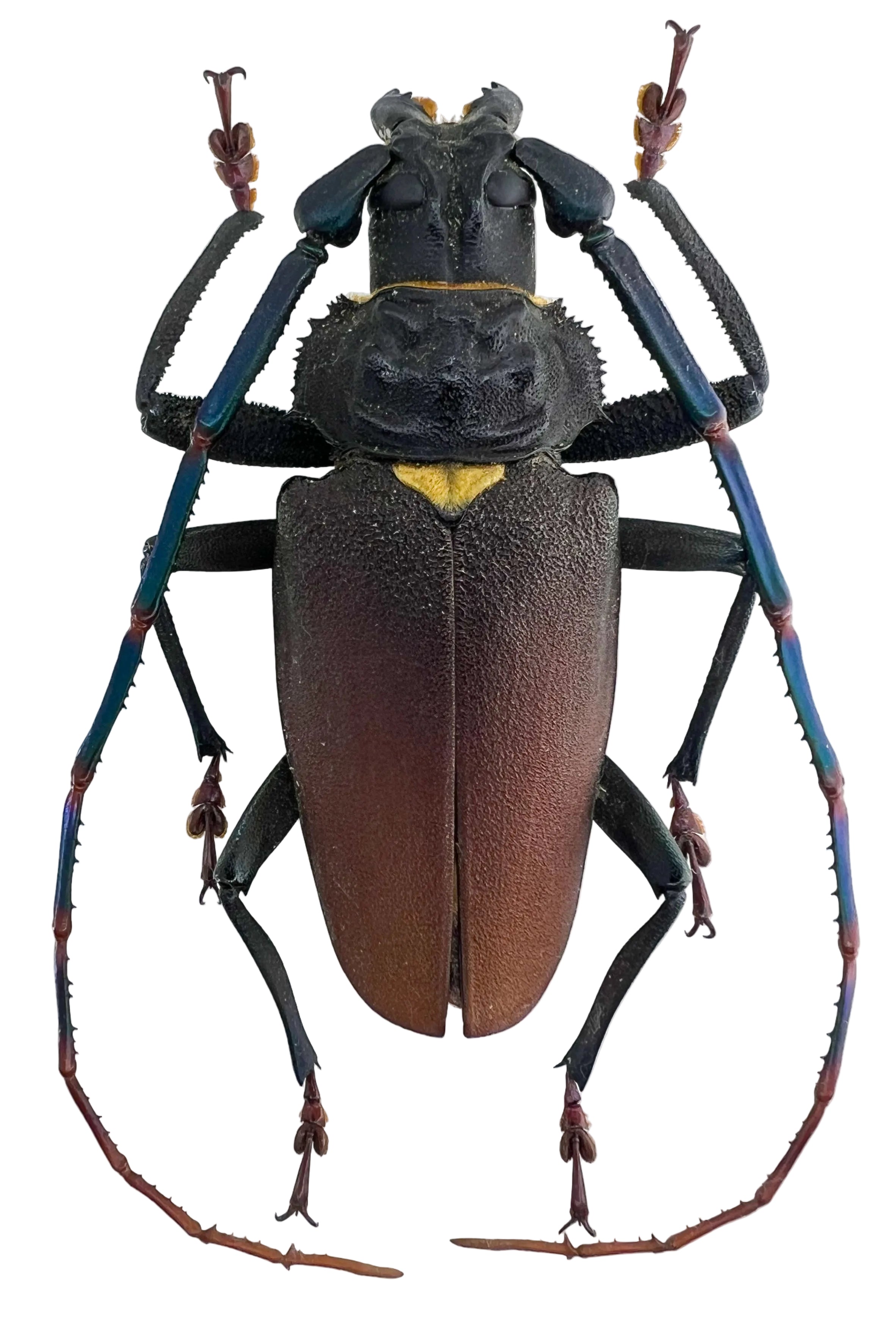 Mallaspis scutellaris