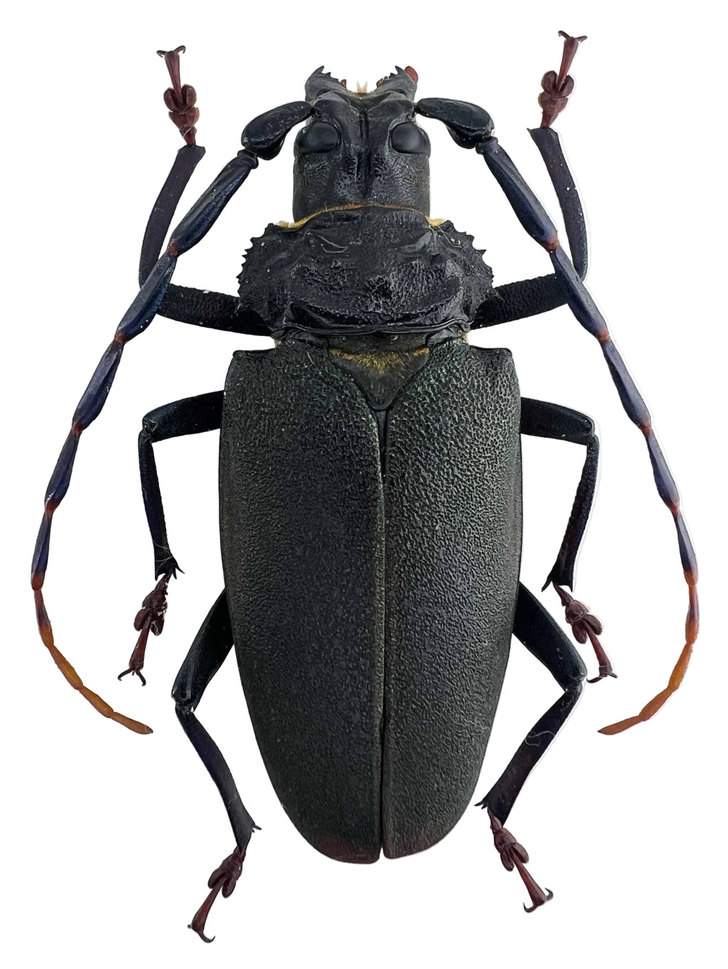 Mallaspis scutellaris female