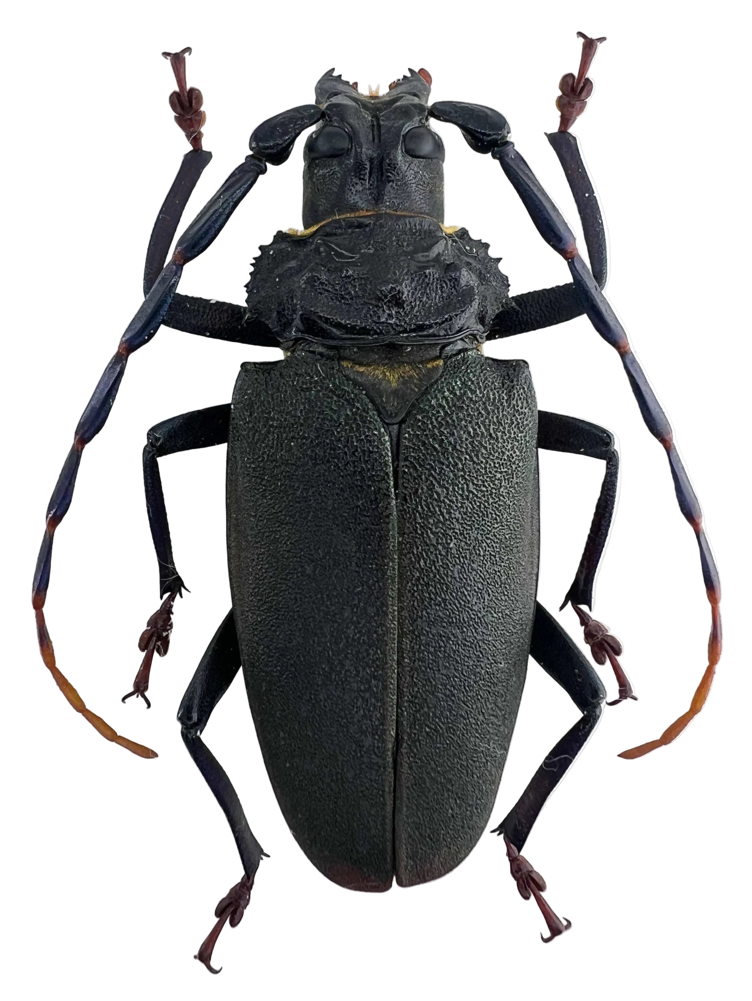 Mallaspis scutellaris female