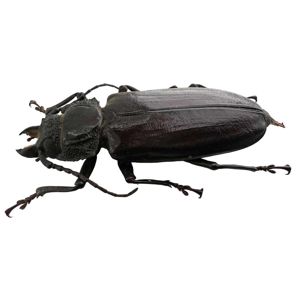 Mallodon spinibarbis female