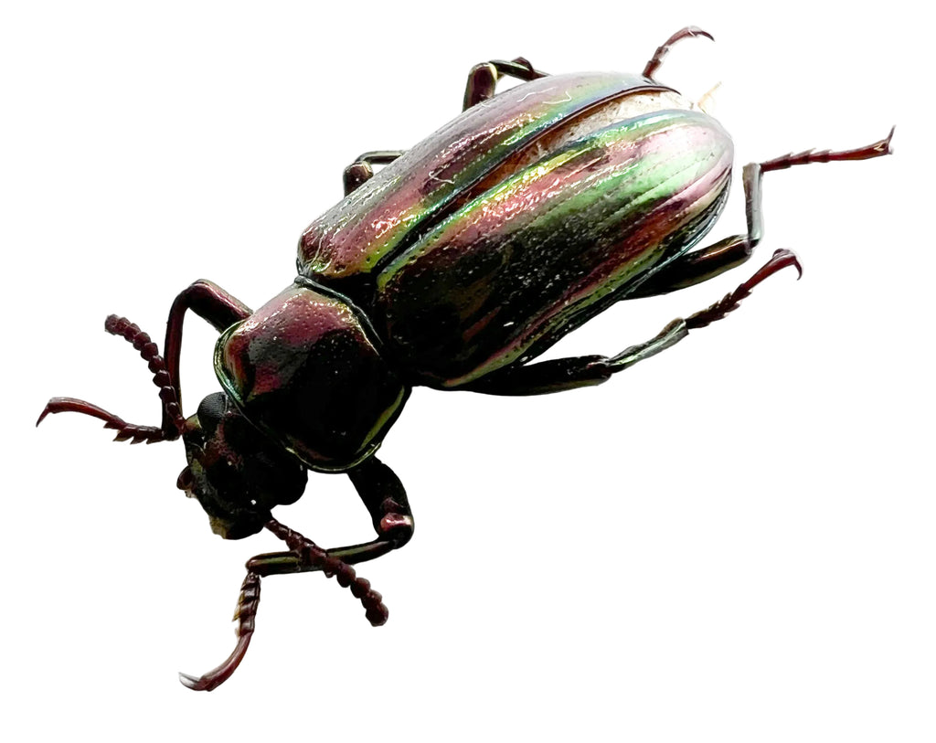 Tenebrionidae