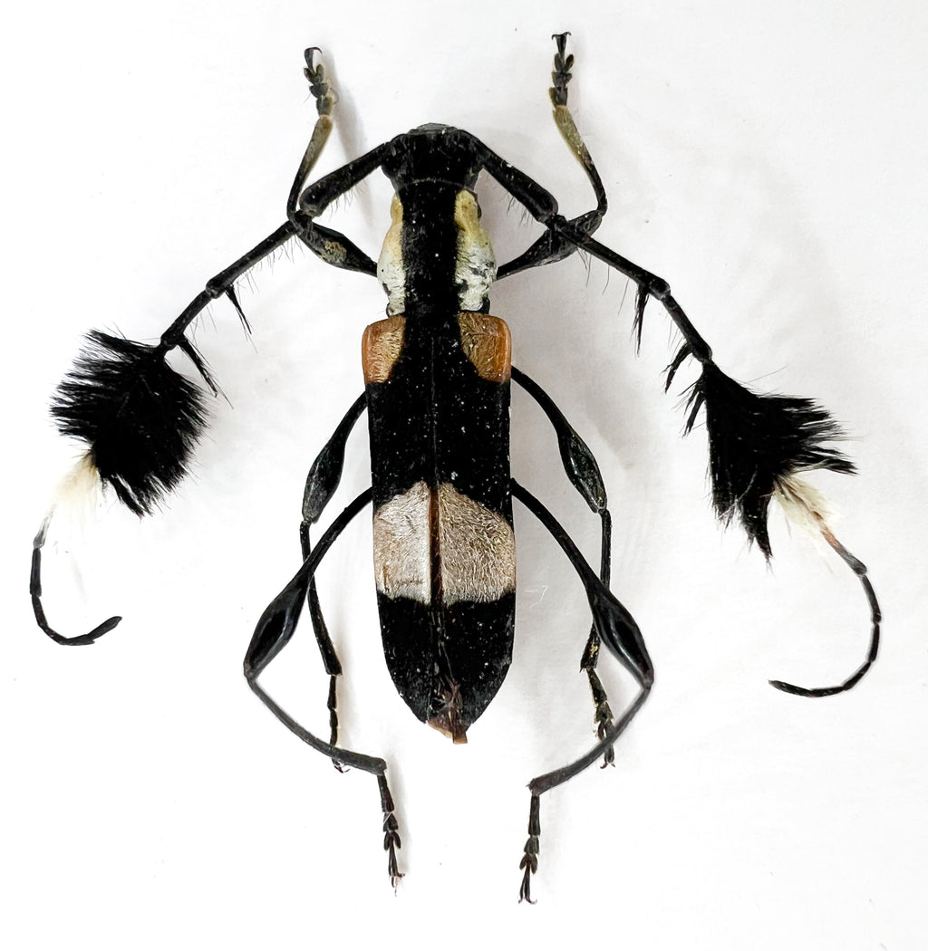 Cosmisoma ammiralis