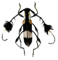Cosmisoma ammiralis