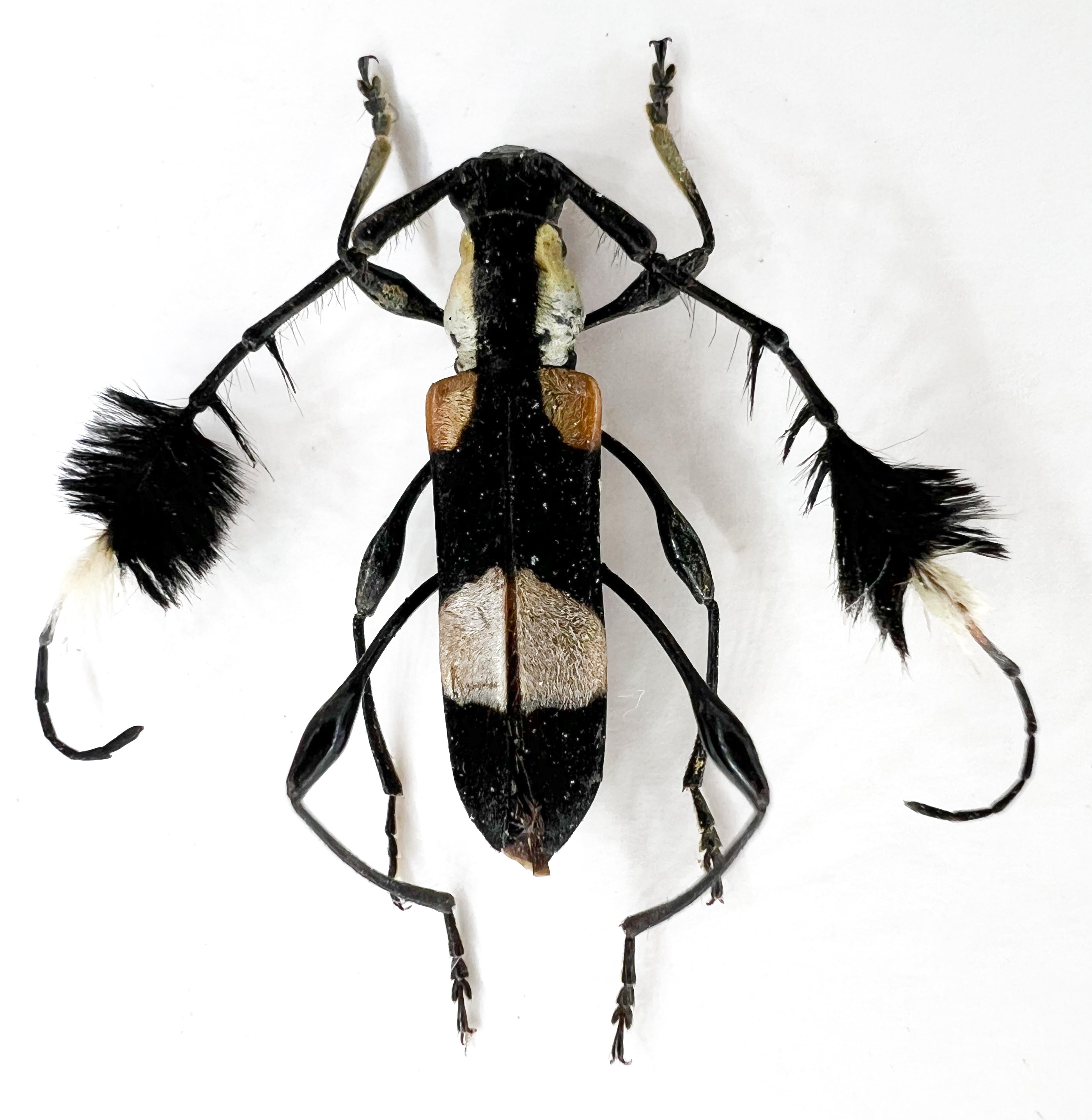 Cosmisoma ammiralis