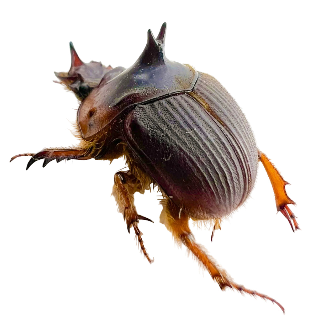 Athyreus bellator