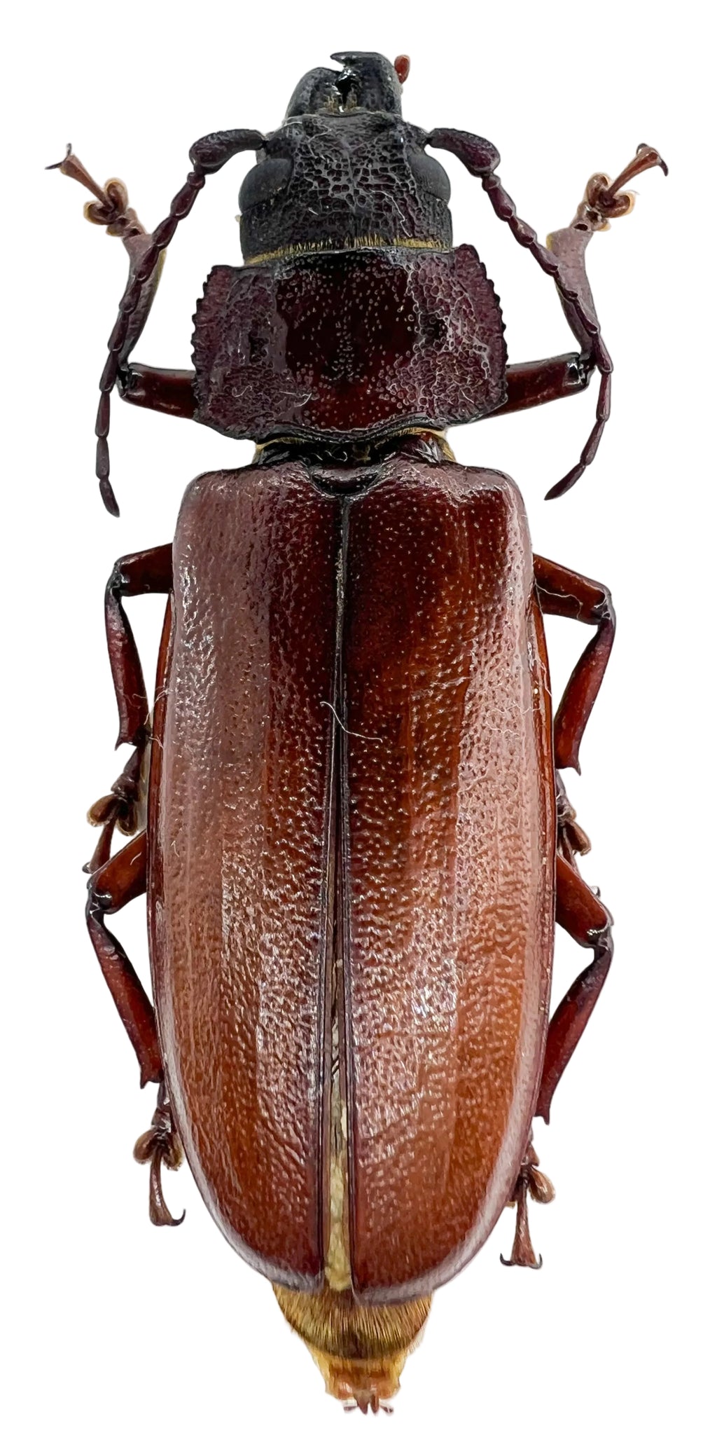 Physopleurus amazonicus female
